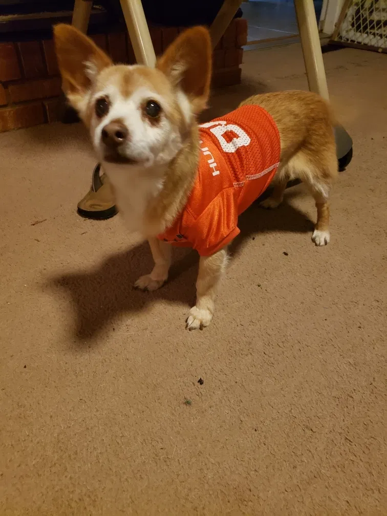 Lost dog in Greensboro, NC, 27407