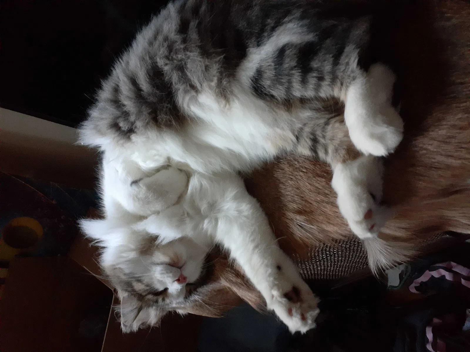 Lost cat in Columbus, OH, 43229