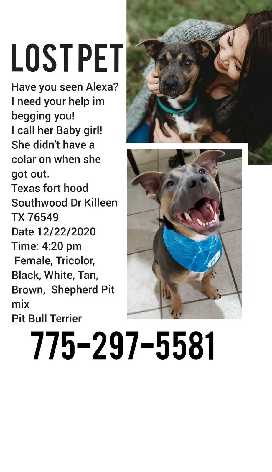 Lost dog in Killeen, TX, 76549
