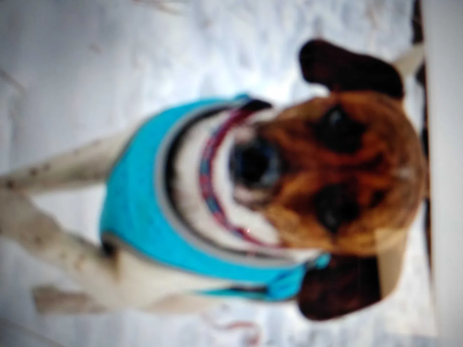 Lost dog in Denver, CO, 80235