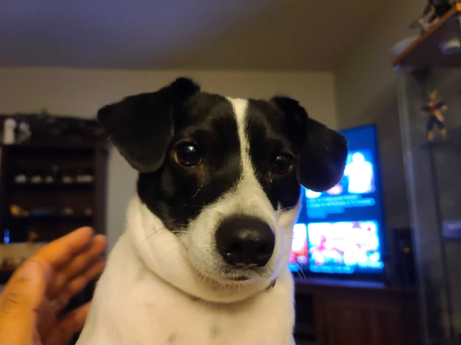Lost dog in Bloomingdale, IL, 60108