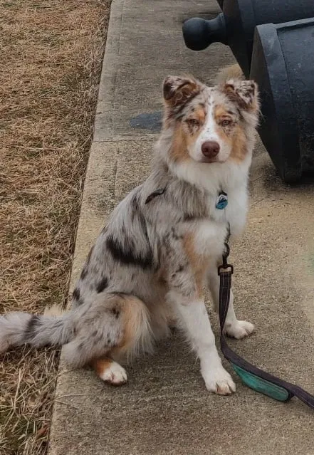 Lost dog in Fort Washington, MD, 20744