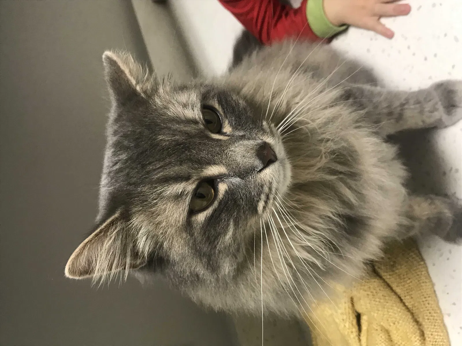 Lost cat in Millbrook, AL, 36054