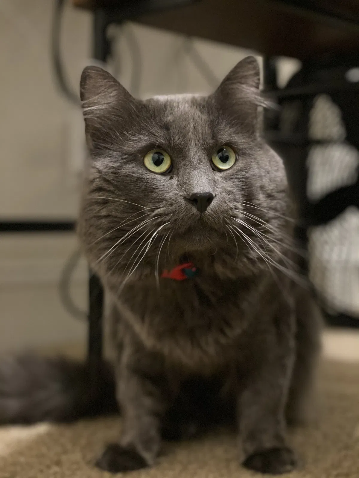 Lost cat in Fort Bragg, NC, 28307