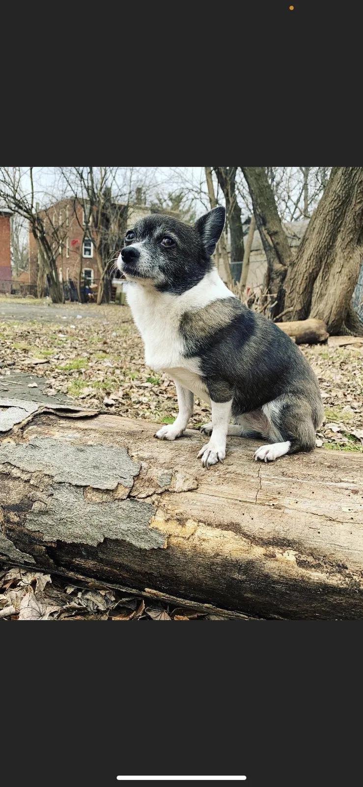 Lost dog in Hartford, CT, 6120