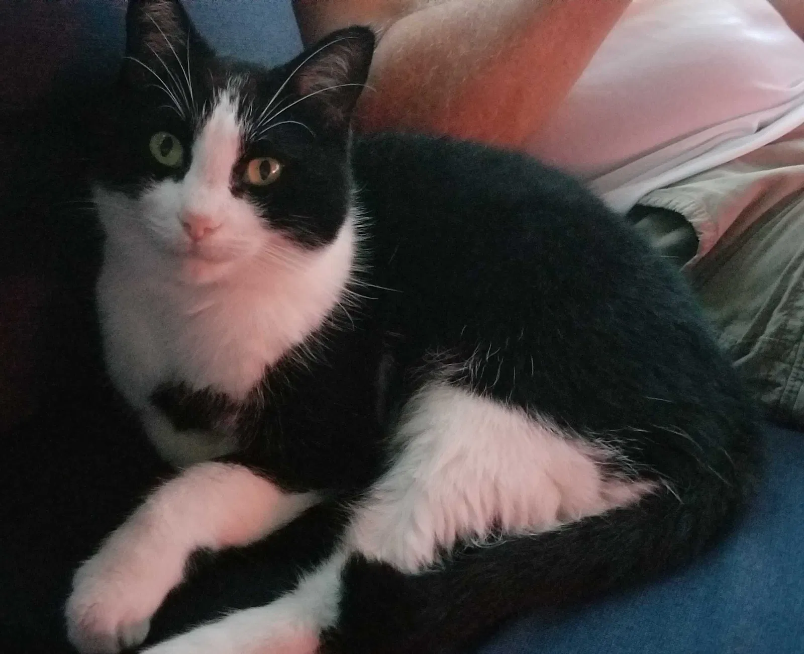 Lost cat in Pensacola, FL, 32506