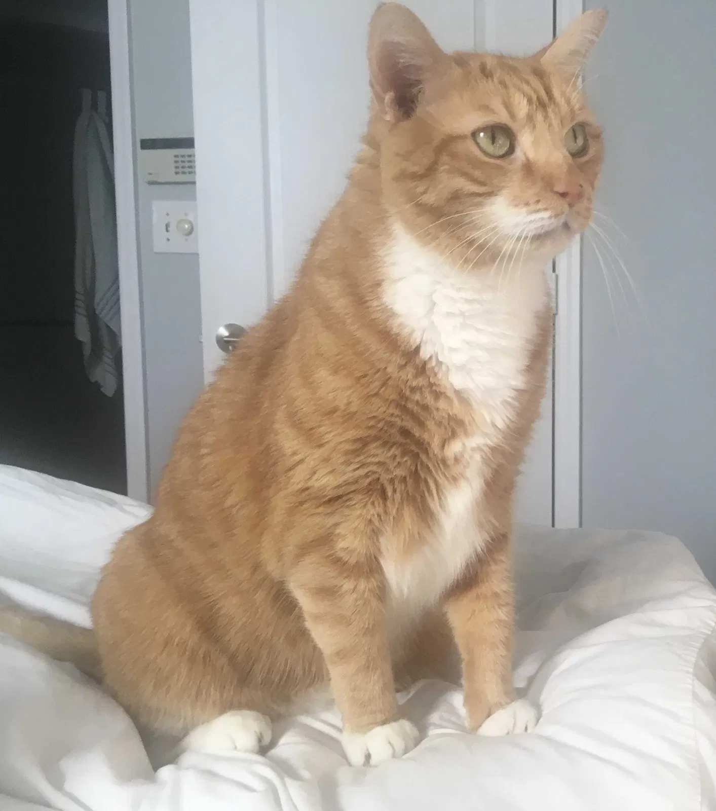 Lost cat in Miami, FL, 33133