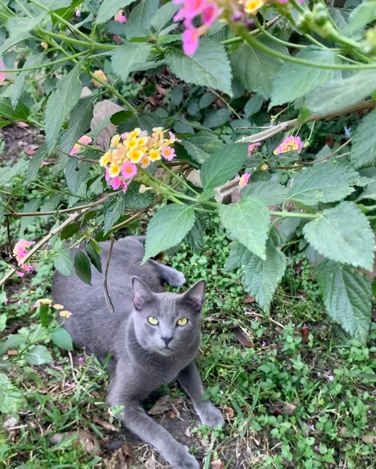 Lost cat in Katy, TX, 77450