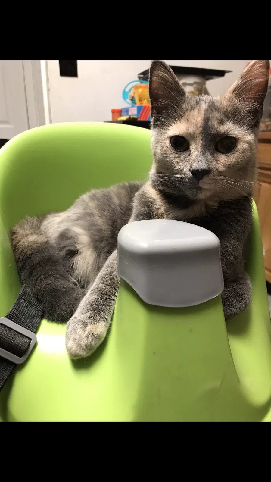 Lost cat in White Marsh, MD, 21162