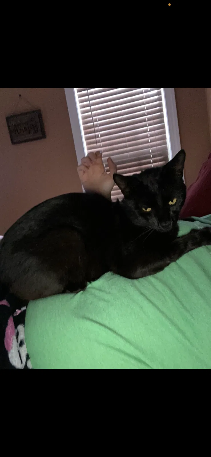 Lost cat in Erwin, NC, 28339