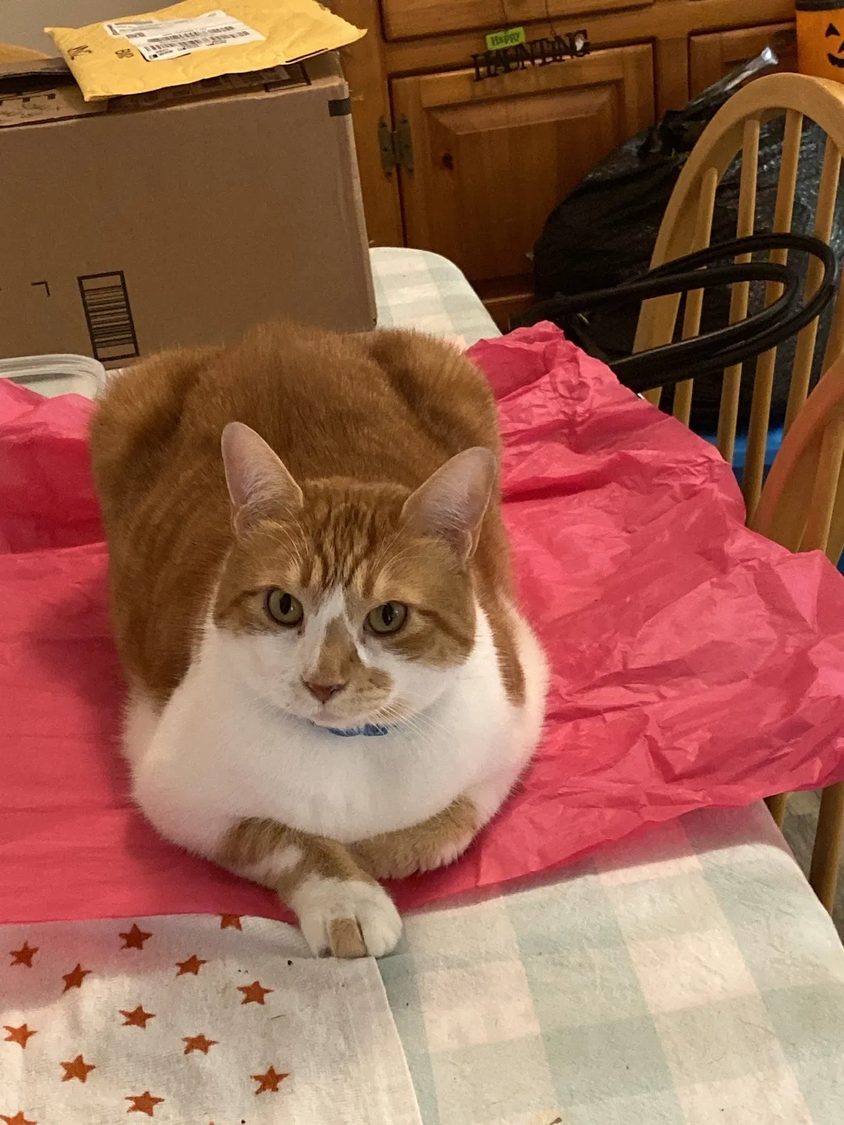 Lost cat in Wilmington, NC, 28401