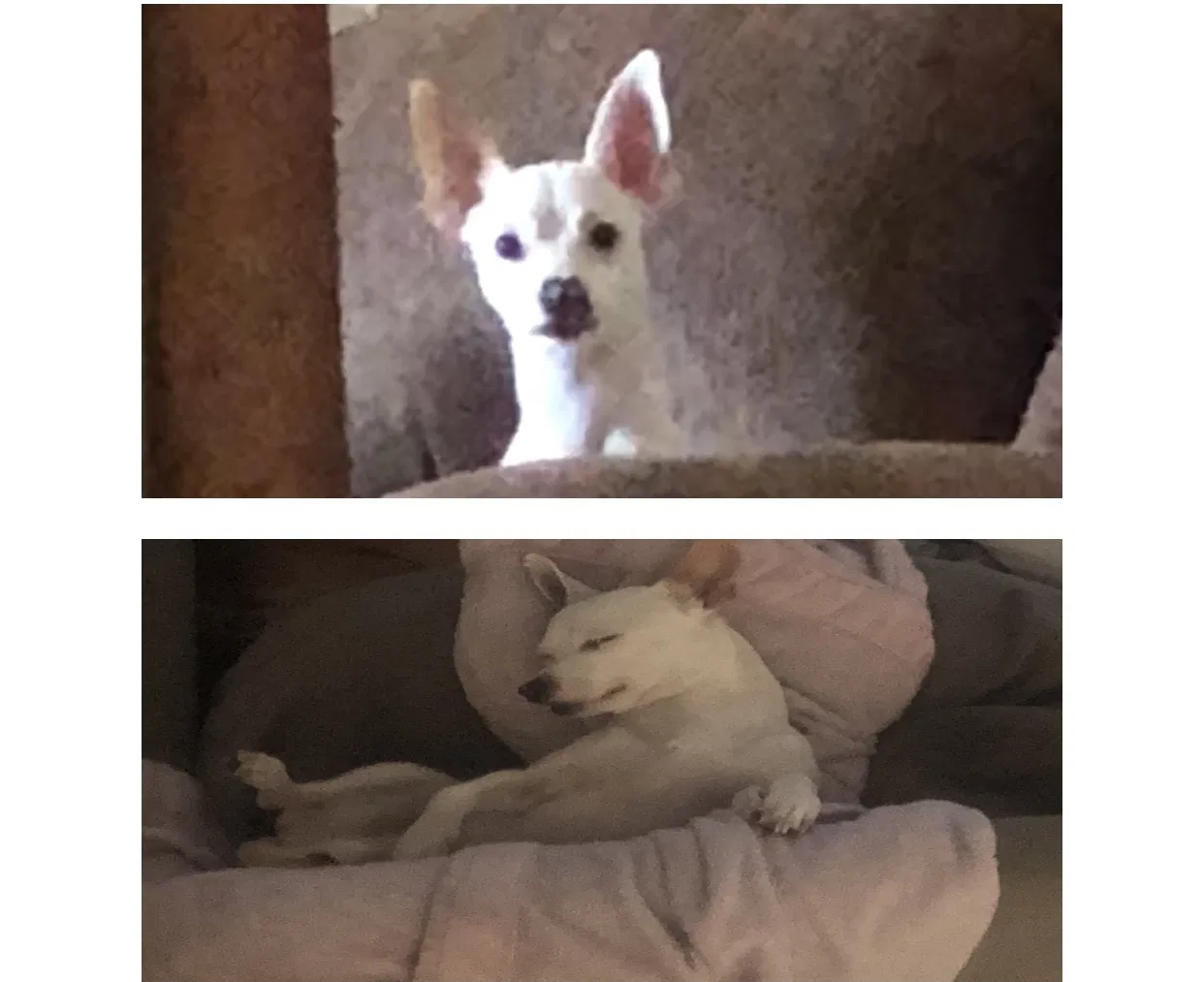 Lost dog in Tucson, AZ, 85706