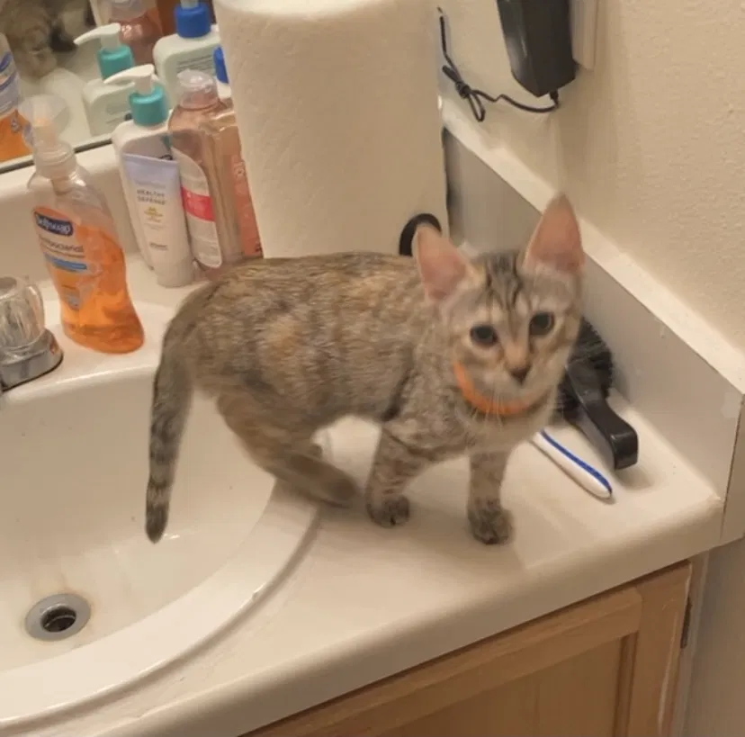 Lost cat in Colorado Springs, CO, 80909