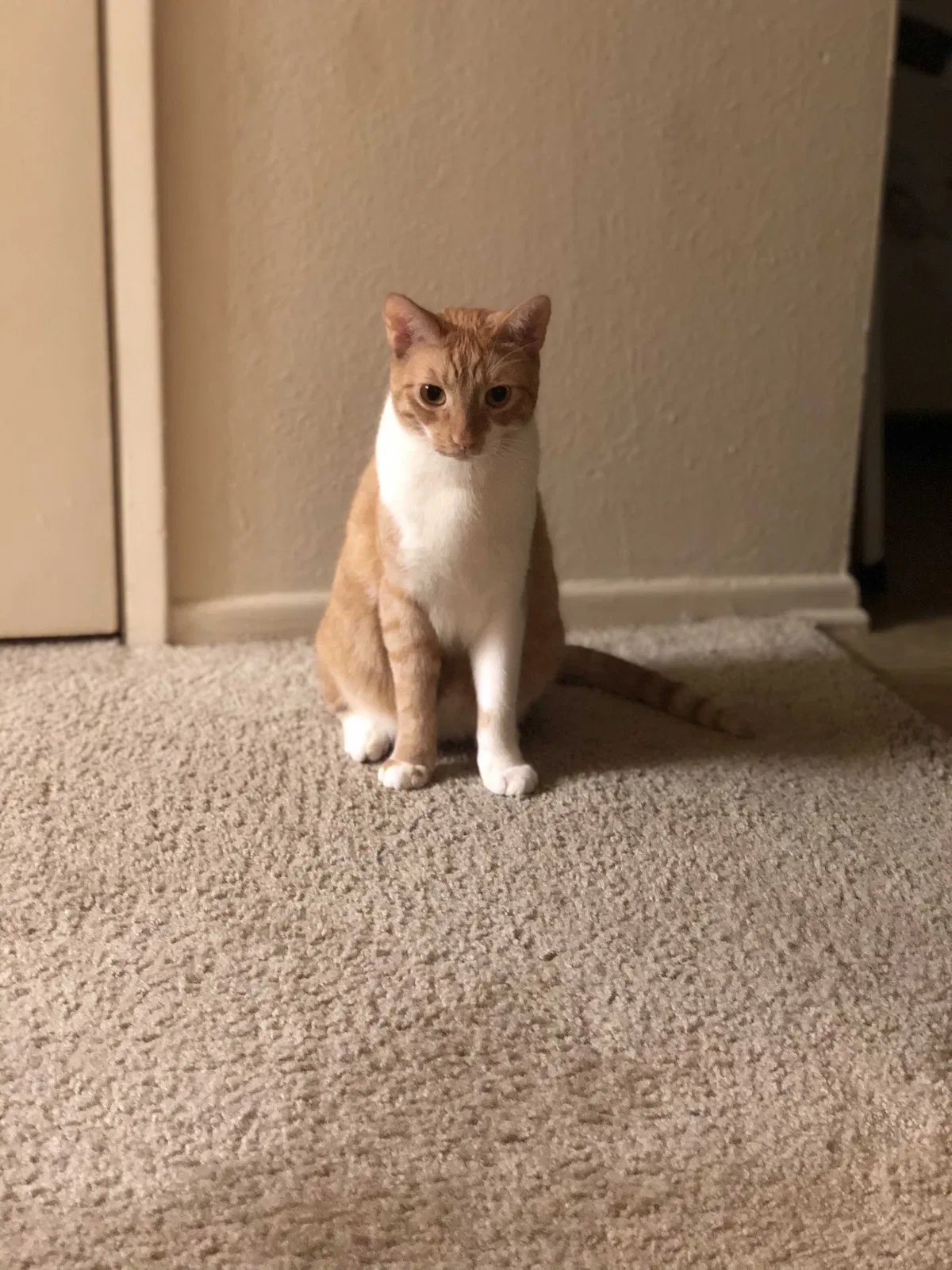 Lost cat in Ventura, CA, 93001