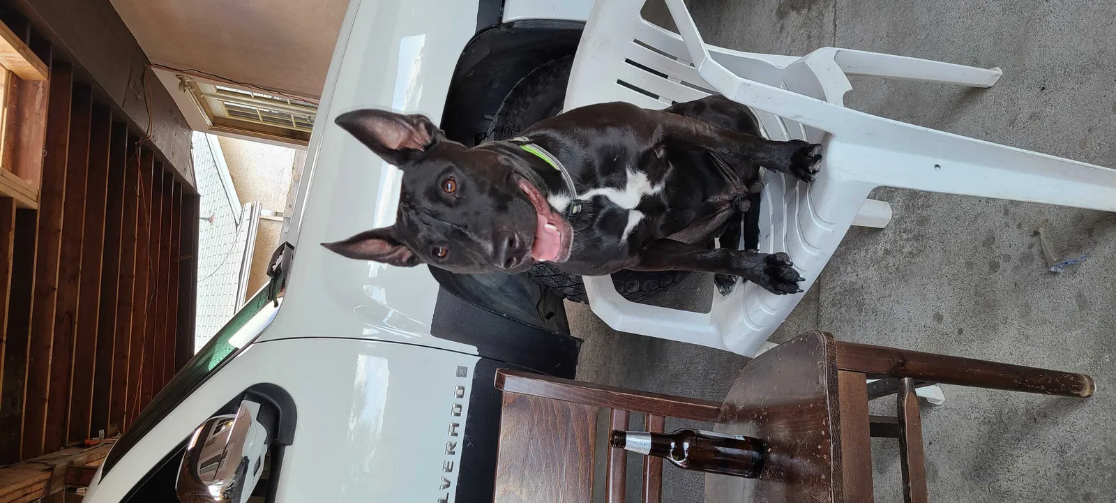 Lost dog in Denver, CO, 80223