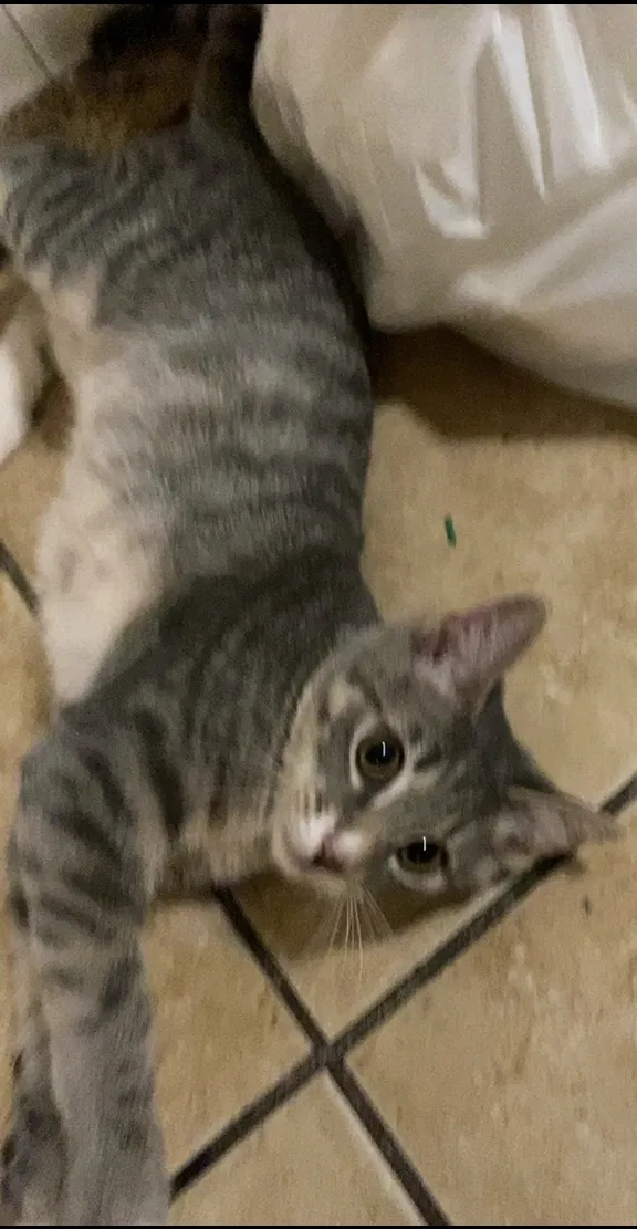 Lost cat in Unknown, FL, 333334