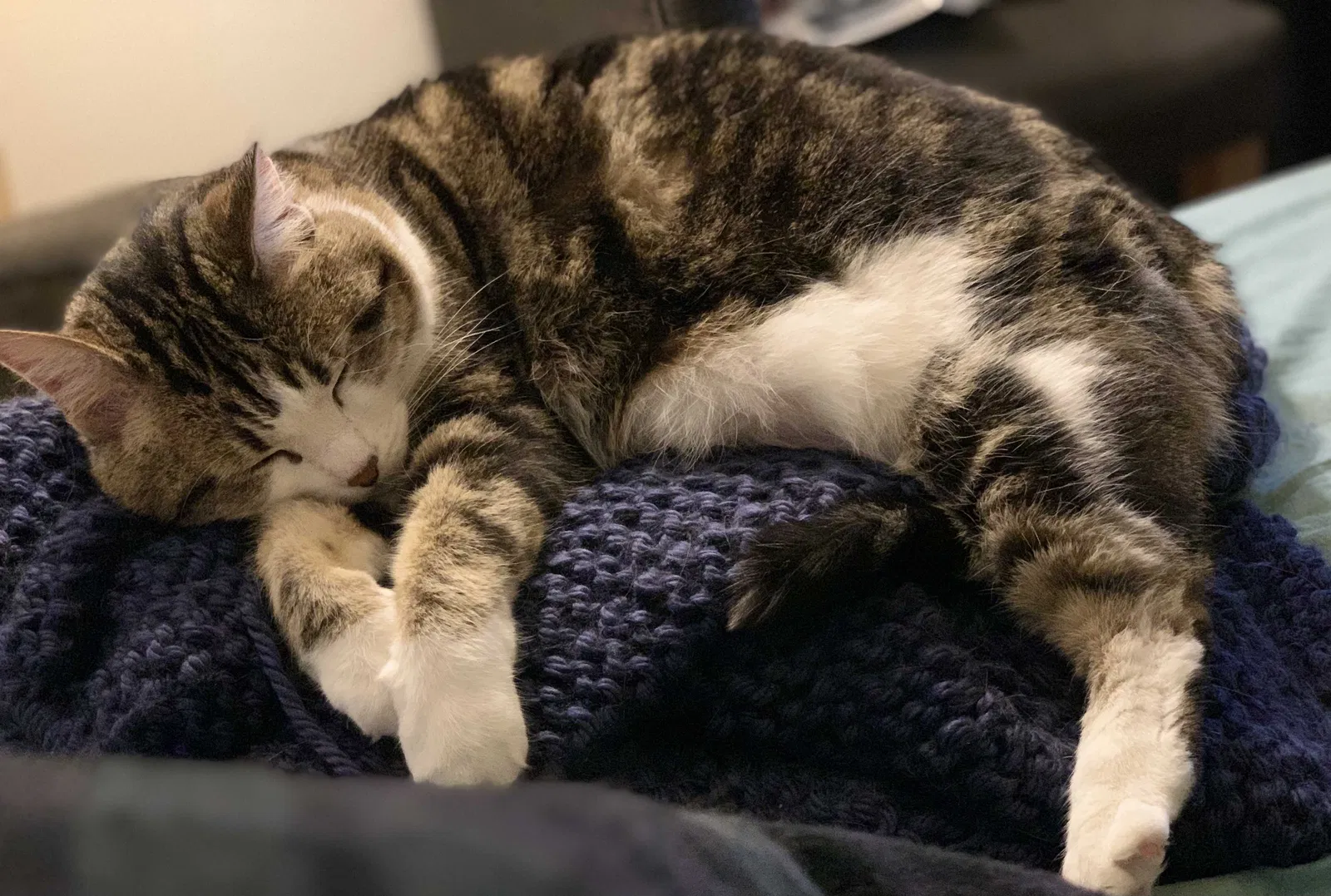 Lost cat in Virginia Beach, VA, 23451