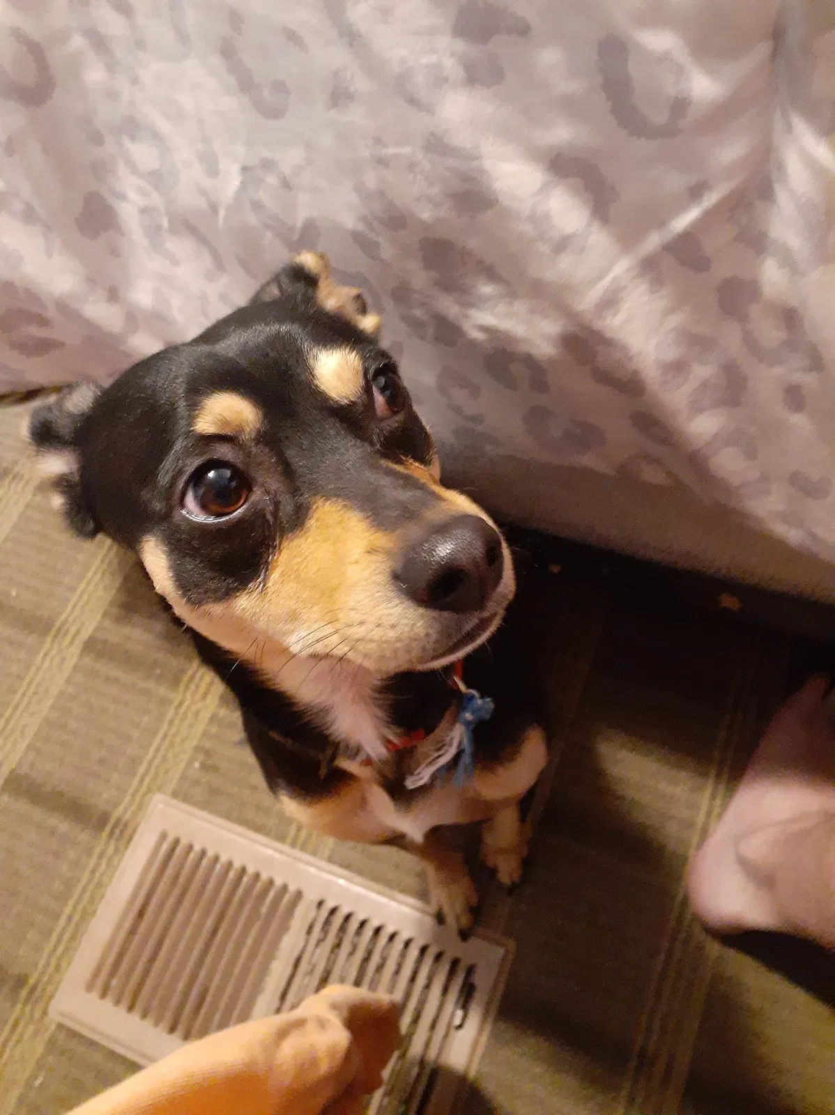 Lost dog in Albuquerque, NM, 87112