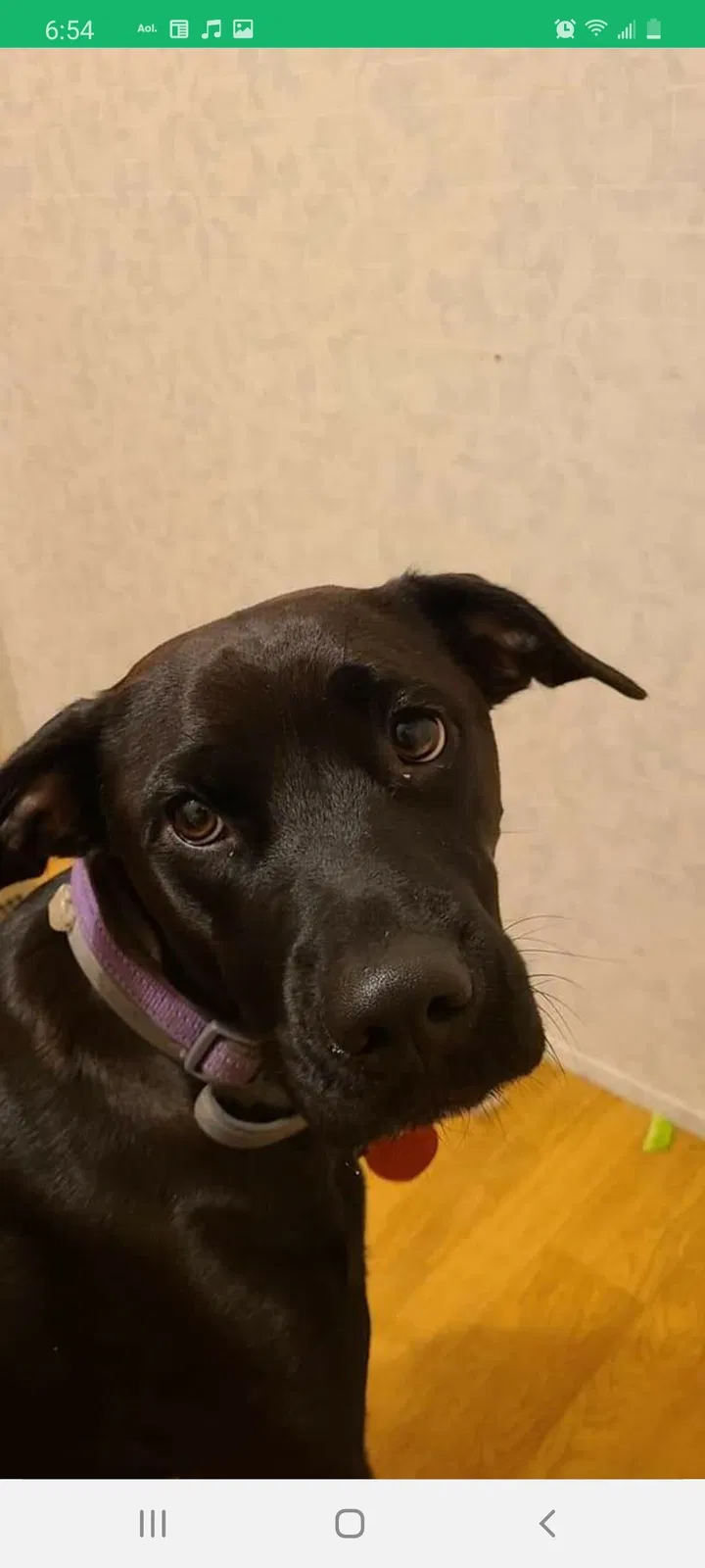 Lost dog in Whitney Point, NY, 13862
