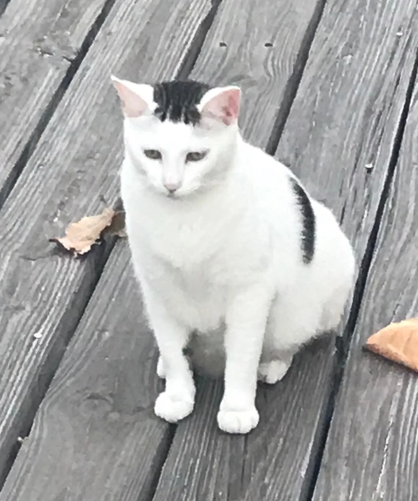 Lost cat in Miami Beach, FL, 33140