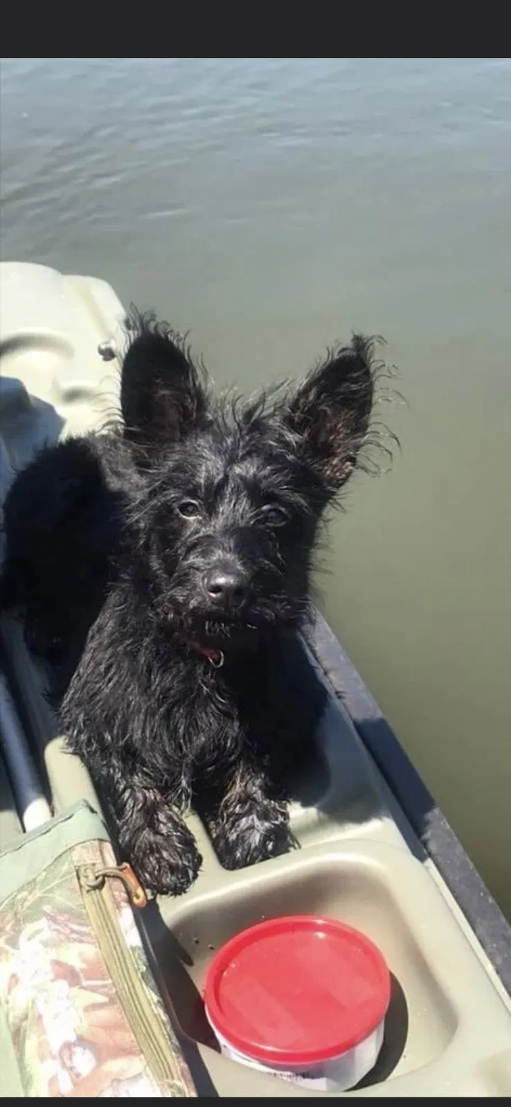 Lost dog in Honea Path, SC, 29654