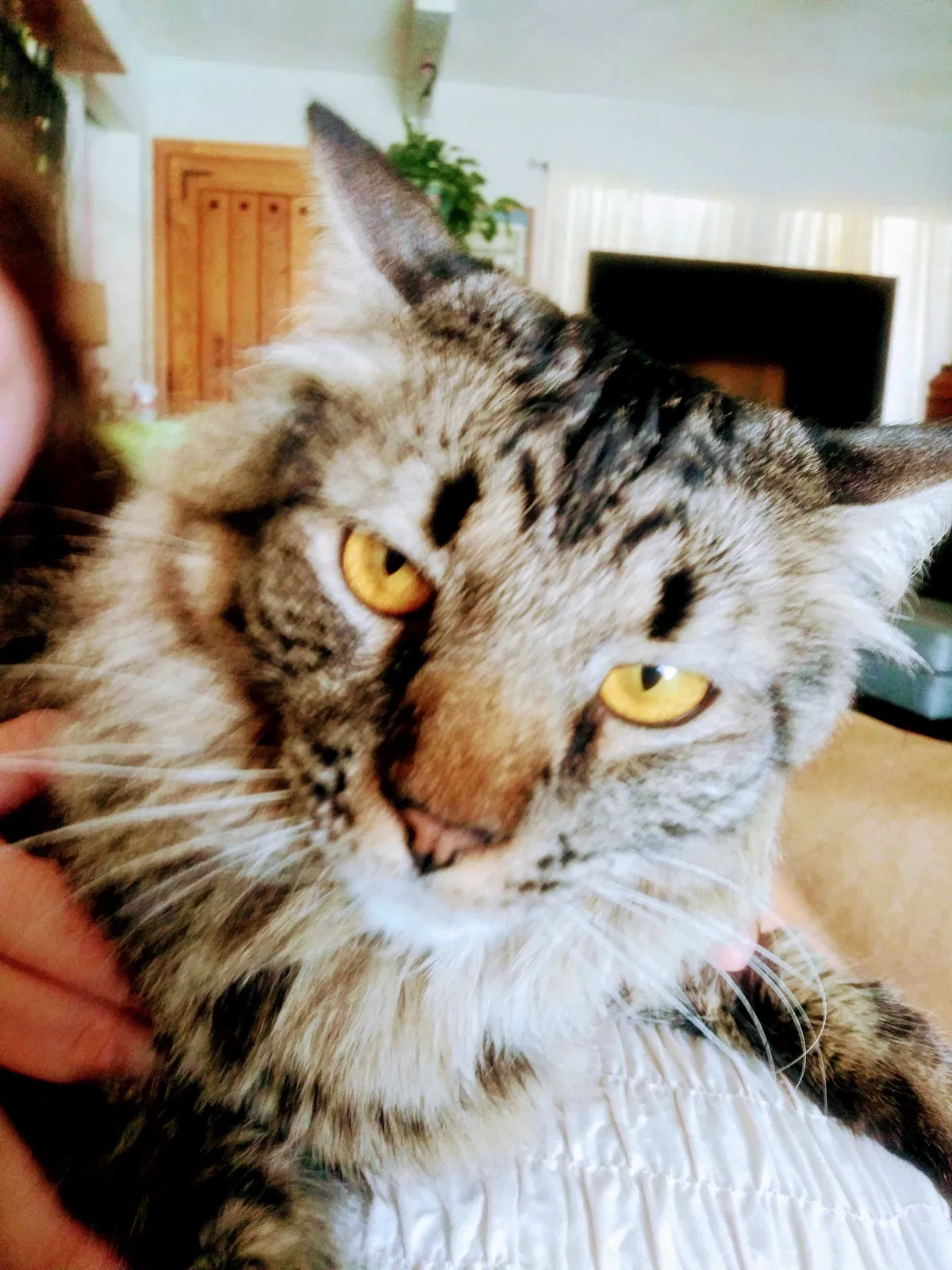 Lost cat in Henderson, NV, 89014