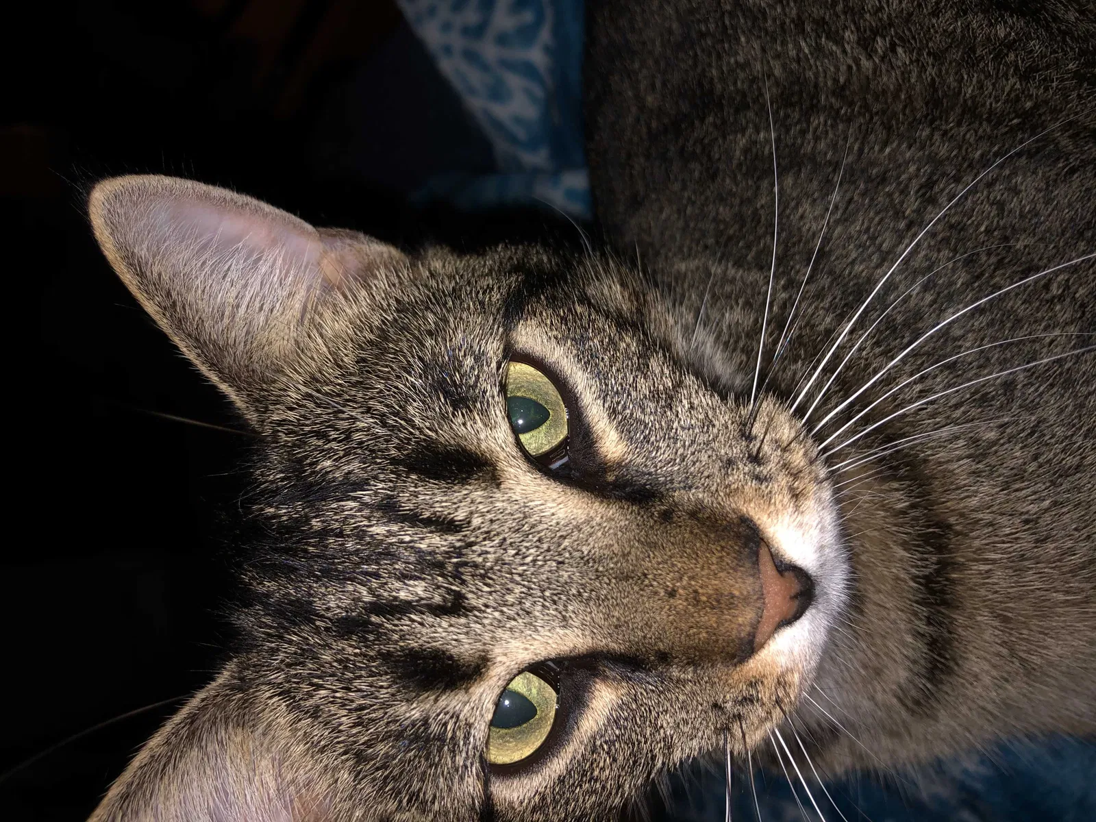 Lost cat in Ann Arbor, MI, 48103