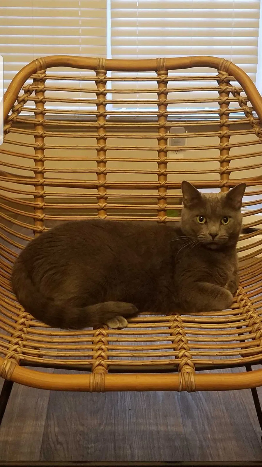 Lost cat in Atlanta, GA, 30338