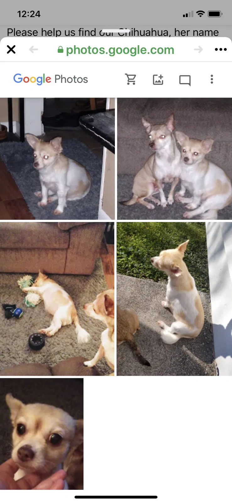 Lost dog in Kingsport, TN, 37664