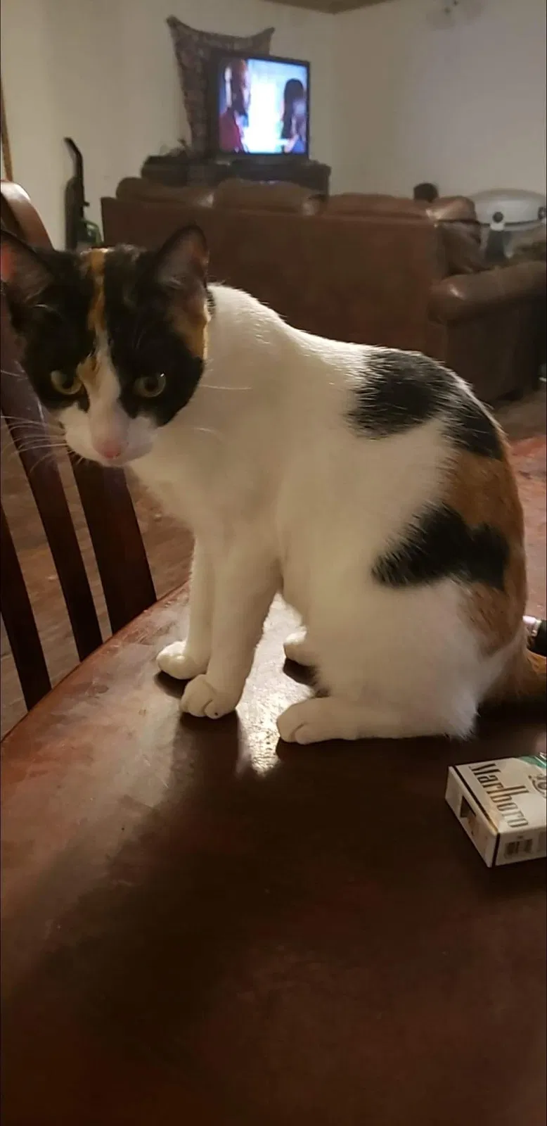Lost cat in Inverness, FL, 34453