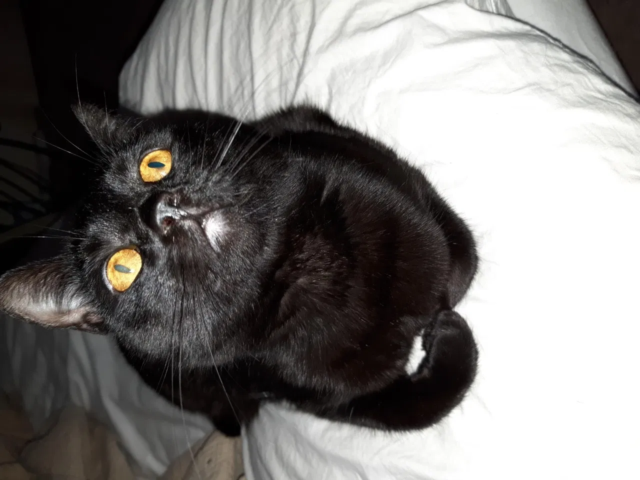 Lost cat in Mechanicsburg, PA, 17055