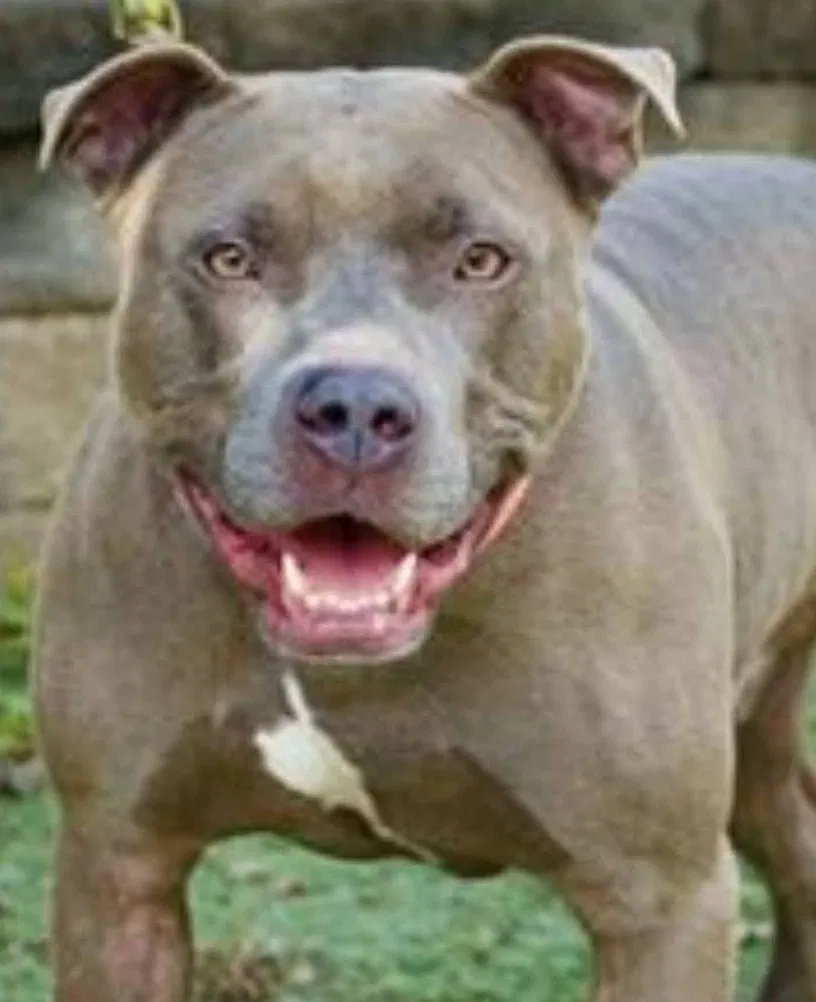 Lost dog in Nebo, WV, 25141