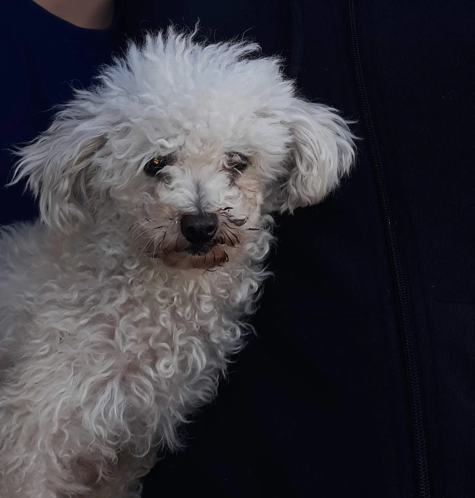 Lost dog in Glendale, AZ, 85301