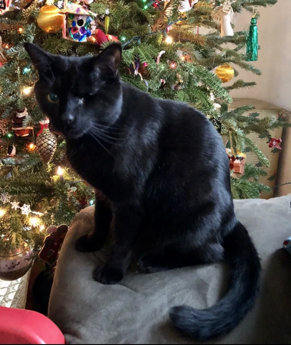 Lost cat in Hanover, MD, 21076