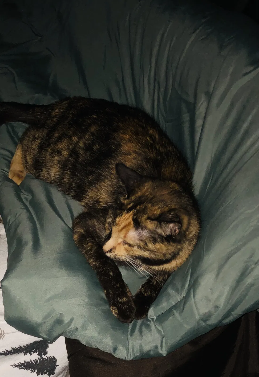 Lost cat in Phoenix, AZ, 85015