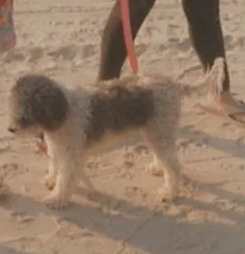 Lost dog in Worcester, MA, 1610