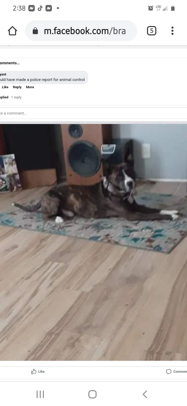 Lost dog in Ward, AR, 72176