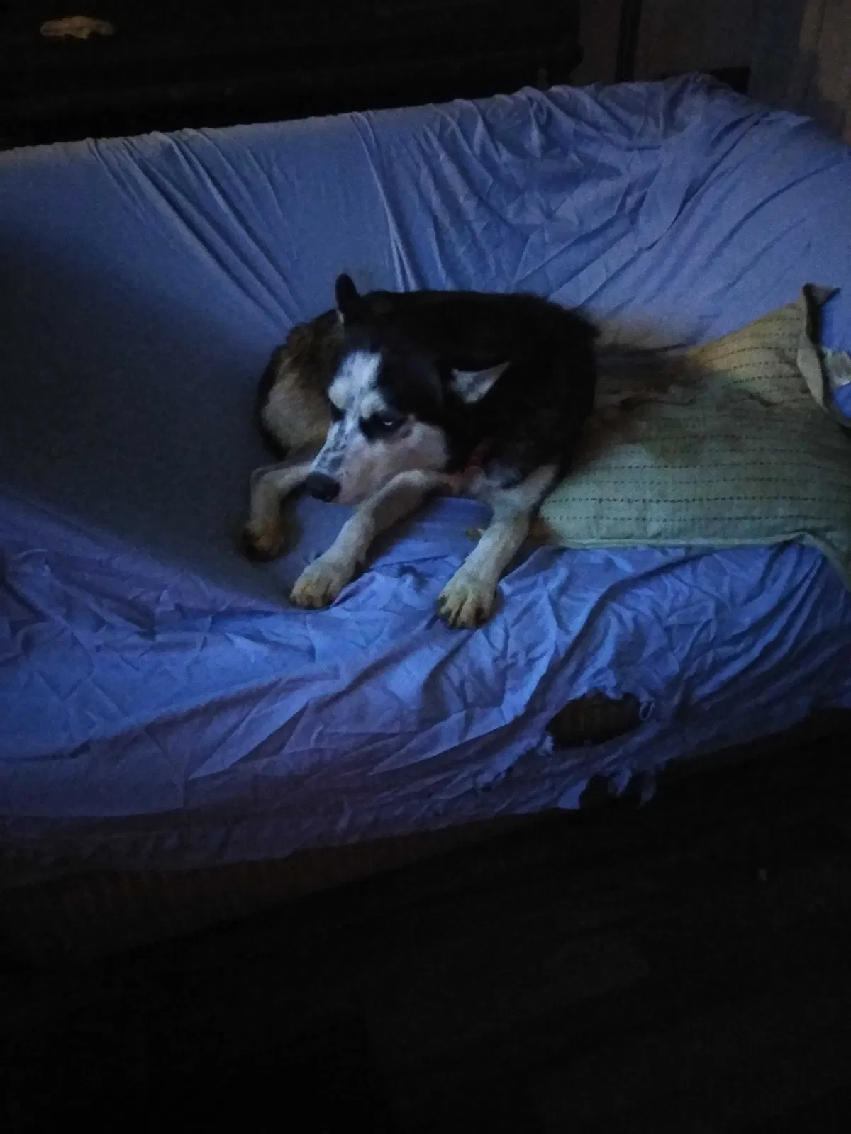 Lost dog in Mount Airy, NC, 27030