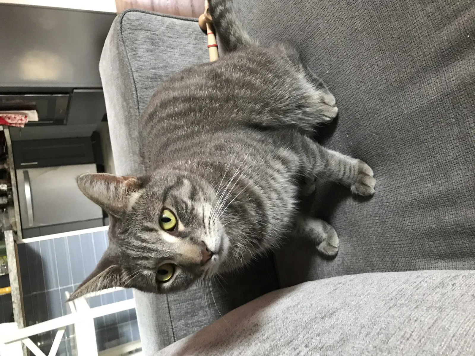 Lost cat in Vallejo, CA, 94591