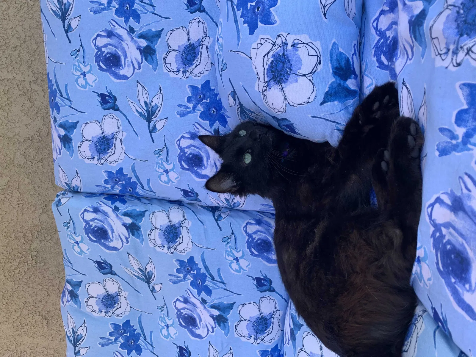 Lost cat in Buena Park, CA, 90620