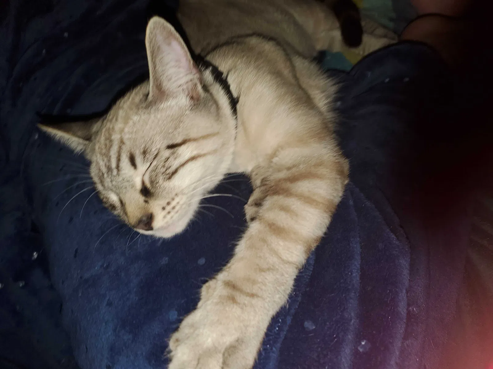 Lost cat in Pensacola, FL, 32514