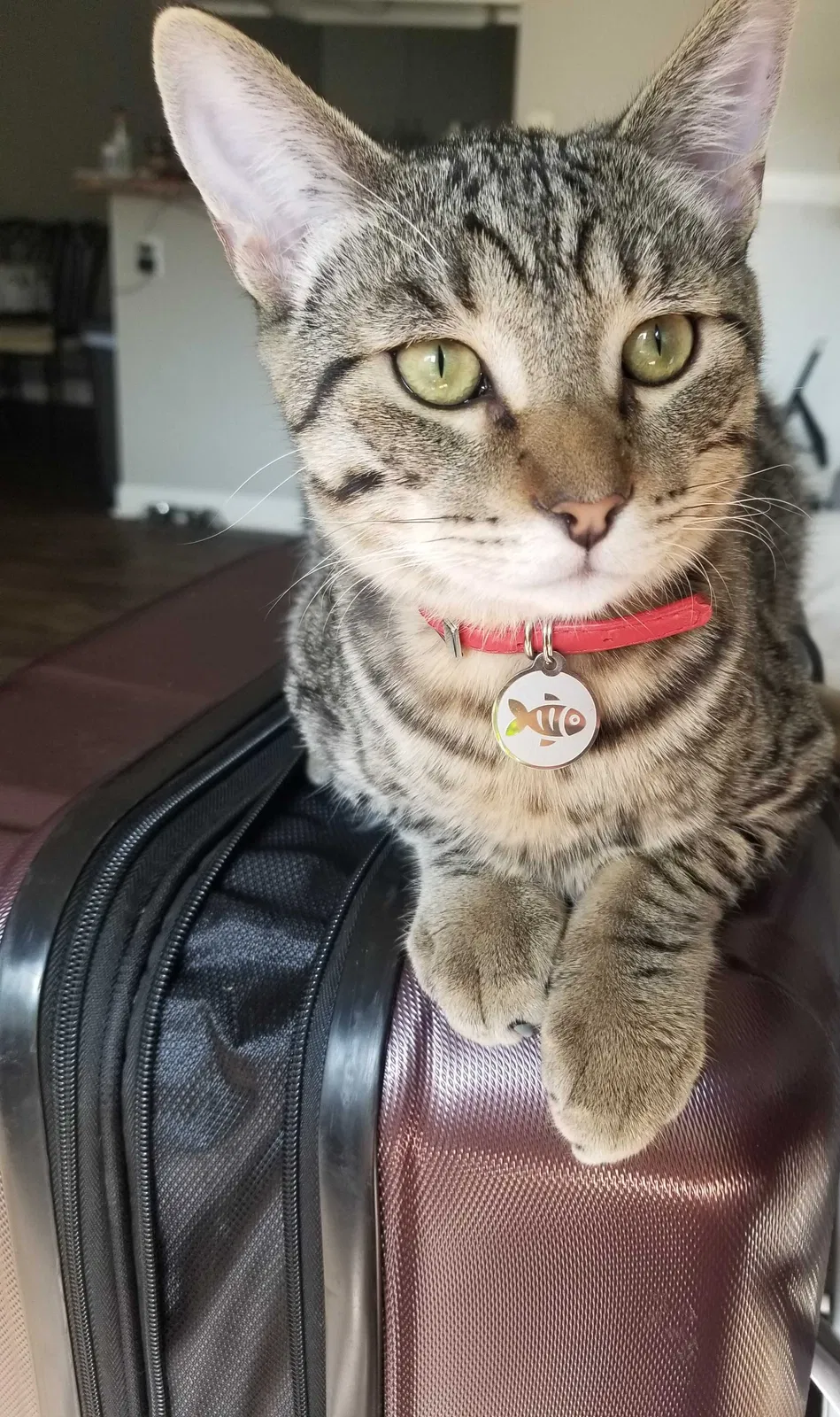 Lost cat in Riverside, CA, 92505