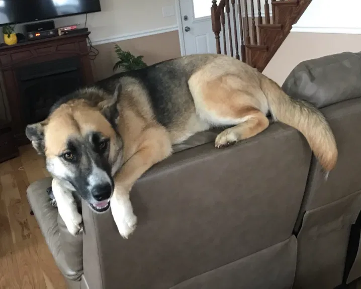 Lost dog in Henderson, TN, 38340