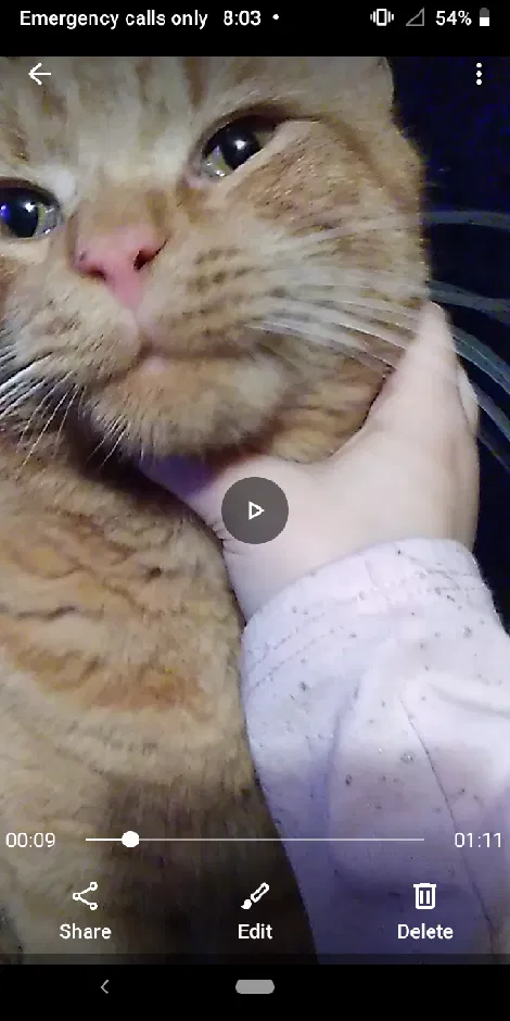 Lost cat in New Castle, PA, 16105