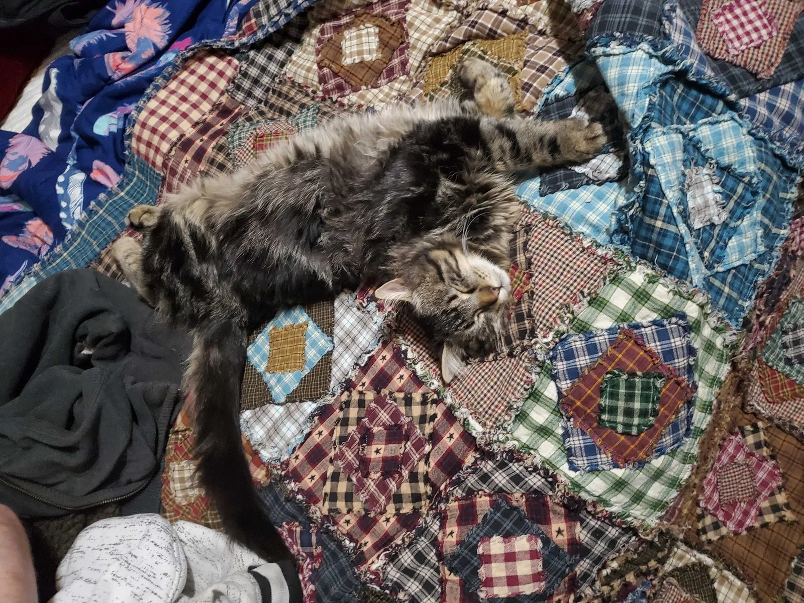 Found cat in North Little Rock, AR, 72118