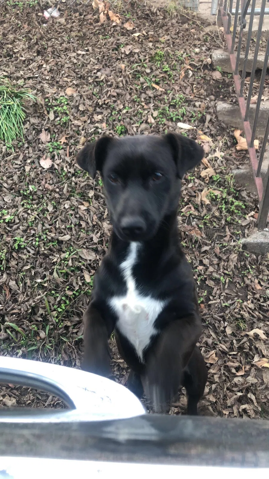 Lost dog in Tulsa, OK, 74110