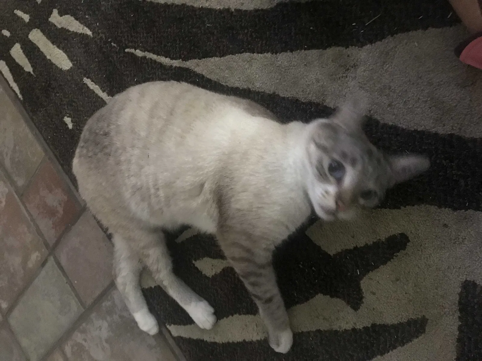 Lost cat in Mobile, AL, 36608