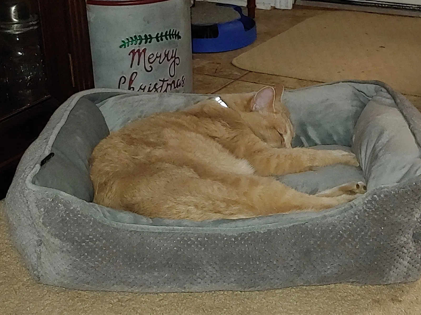 Lost cat in Columbus, OH, 43235