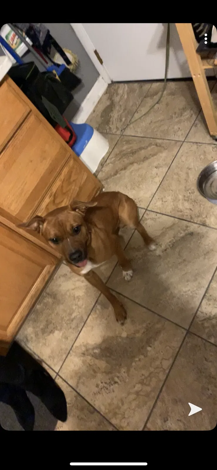 Lost dog in Columbus, OH, 43207