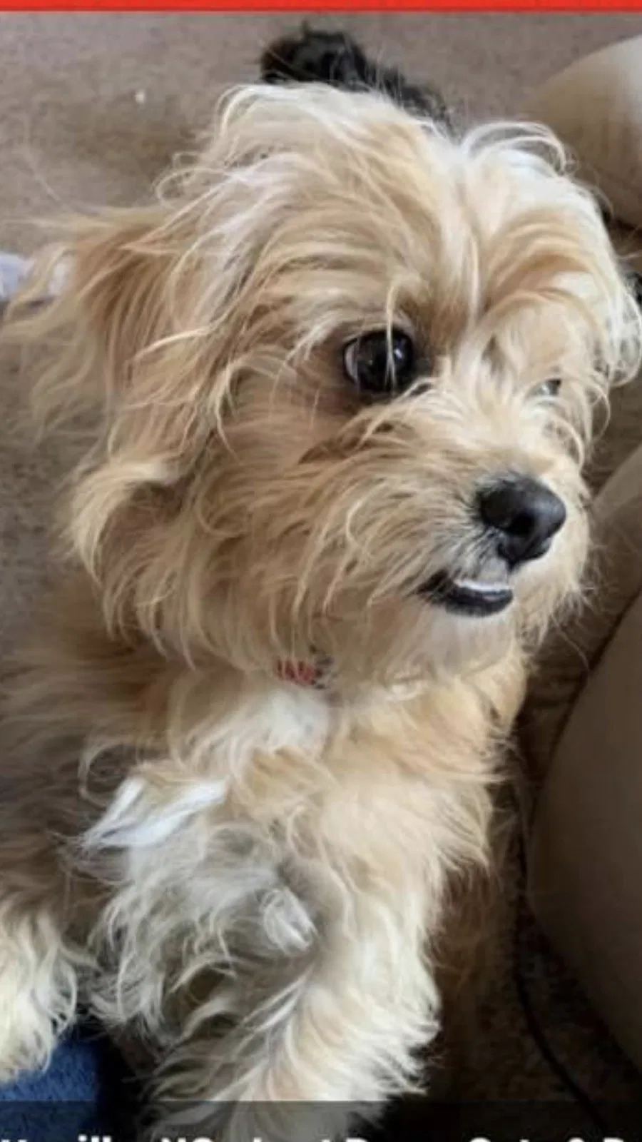 Lost dog in Fayetteville, NC, 28312
